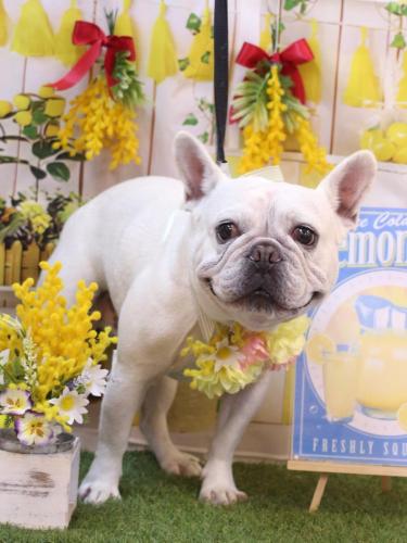 20240409ブーくん